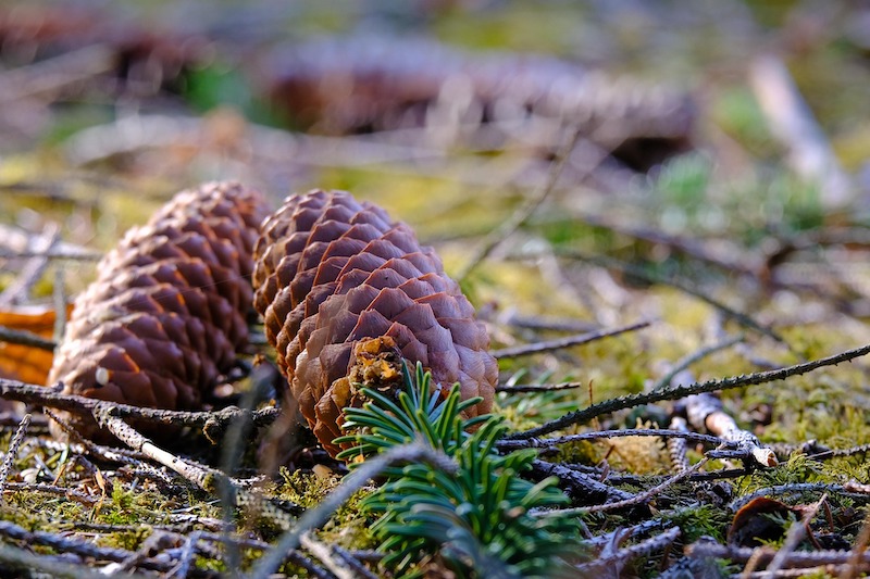 nickype pinecone 4092789 1920